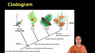 Biology Cladistics and Cladograms [upl. by Lyrak]