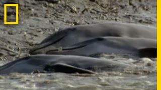 Dolphins Hunt on Sandy Shore  National Geographic [upl. by Nagek]