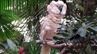 Moluccan Cockatoo Puffing Out its Feathers [upl. by Ellirehs307]