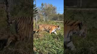 Preparing For Rescued Tiger Lucy 🐅  The Wildcat Sanctuary [upl. by Cardew]