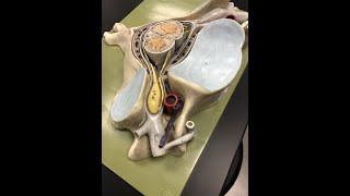 Cervical Spine Anatomy amp Some Pathology [upl. by Frayne]