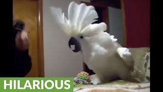 Cockatoo engages in hilarious argument with owner [upl. by Amek]