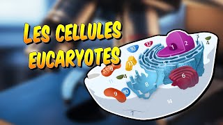 Biologie  Les cellules eucaryotes [upl. by Sokil]