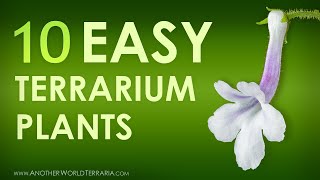 10 easy to grow miniature terrarium plants Awesome [upl. by Skier117]