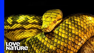 Australia’s Deadliest Snakes  Love Nature [upl. by Etirugram]