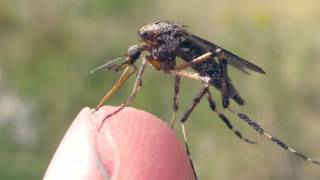 American Giant Mosquitoes [upl. by Ferguson829]