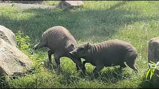 Babirusa fight [upl. by Avehs]