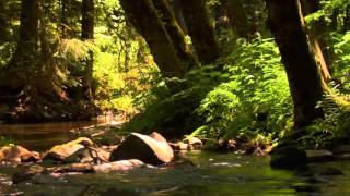 3 hour relaxing peaceful instrumental music by Tim Janis [upl. by Demodena678]