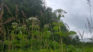 How to Spot Giant Hogweed amp What to Do [upl. by Bonni446]