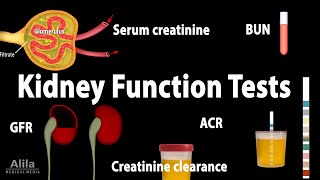 Kidney Function Tests Animation [upl. by Ramedlab]