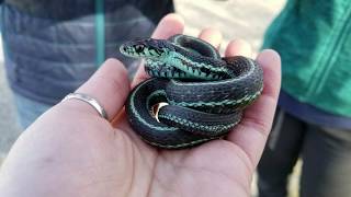 Species spotlight Garter Snakes [upl. by Nerti]