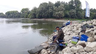 UŽIVO SA VODE  feeder pecanje krupne deverike na Dunavu kod Bezdana [upl. by Knarf]