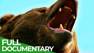 Wildlife  Episode 6 Bears  Free Documentary Nature [upl. by Norihs]