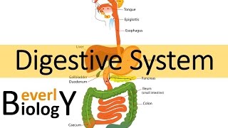 Digestive System [upl. by Clementi]