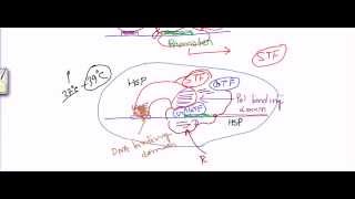 Transcription factors [upl. by Eninaej681]