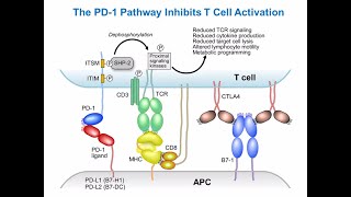 Targeting Cancer Pathways Understanding Immune Checkpoints [upl. by Leba]