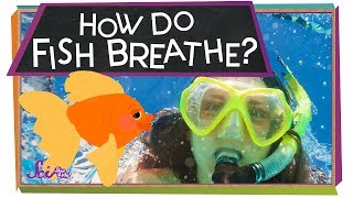 How Do Fish Breathe  Animal Science for Kids [upl. by Remas490]