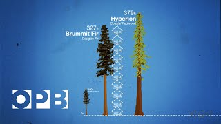 How Douglas Fir Trees Shaped The Northwest [upl. by Oigile862]