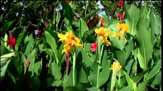 Cannas at the Studio Garden [upl. by Medrek]