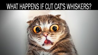 What happens if cut cats whiskers [upl. by Roosevelt]