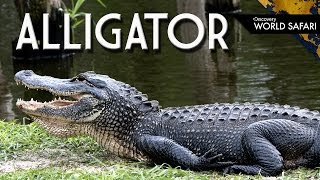 9 Alligator Fun Facts [upl. by Eatnuhs]