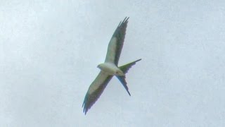 Swallow Tailed Kite Hunting [upl. by Hobie]