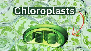 ChloroplastsDefinitionFunctionStructure [upl. by Alyssa28]