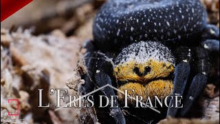 Cette araignée se fait DÉVORER par ses petits   AMDE [upl. by Andromada]