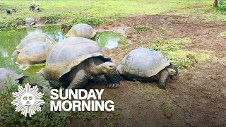 Nature Galápagos Tortoises [upl. by Dasteel]